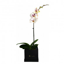 Orquidea en Box Tu Jardin